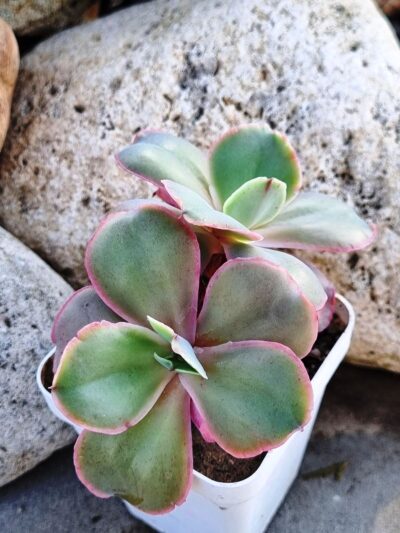 Echeveria Mauna Loa Korean - Зображення 2