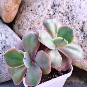 Echeveria Mauna Loa Korean