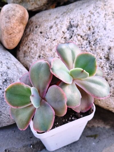 Echeveria Mauna Loa Korean