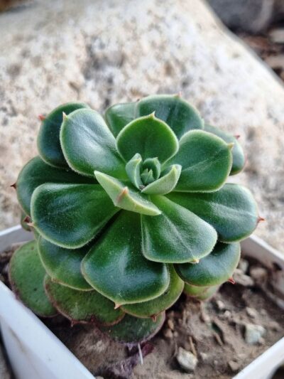Echeveria Noon Daniel - Зображення 2