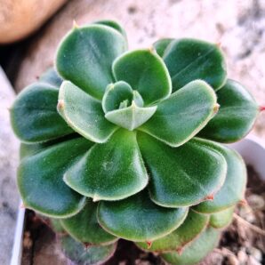 Echeveria Noon Daniel