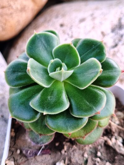 Echeveria Noon Daniel