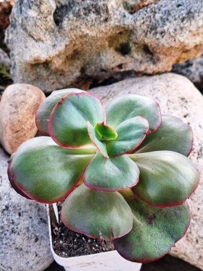 Echeveria Big Red - Зображення 2