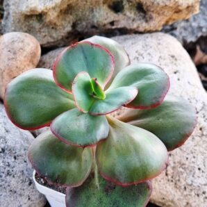 Echeveria Big Red