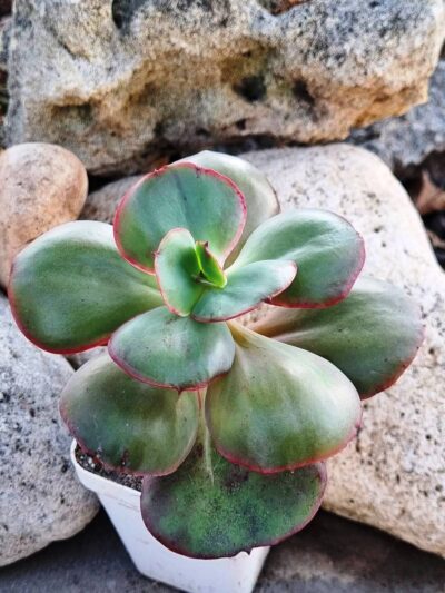 Echeveria Big Red