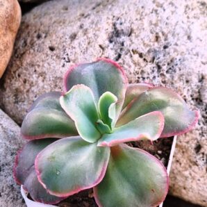 Echeveria Mauna Loa Korean