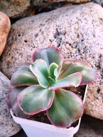 Echeveria Mauna Loa Korean