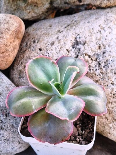 Echeveria Mauna Loa Korean - Зображення 2