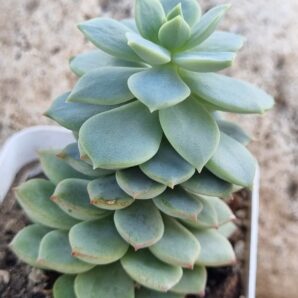 Echeveria Gungekkan