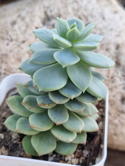 Echeveria Gungekkan