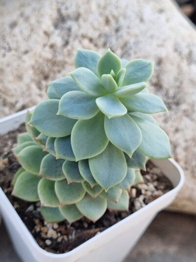Echeveria Gungekkan - Зображення 2