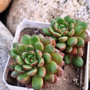 Sedeveria Pink Ruby