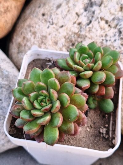 Sedeveria Pink Ruby