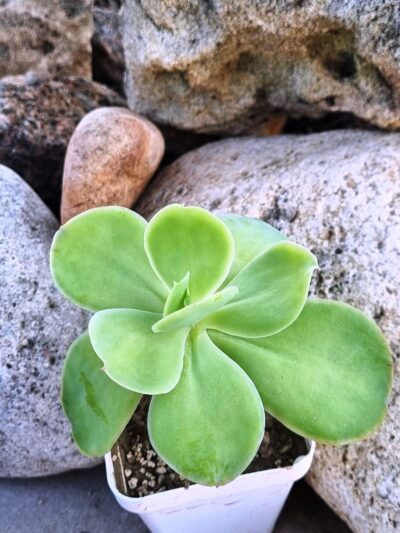 Echeveria Peach pride - Зображення 2