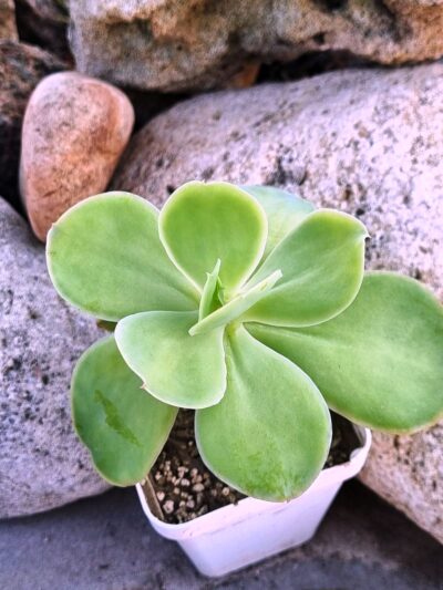 Echeveria Peach pride - Зображення 3