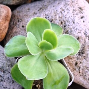 Echeveria Peach pride