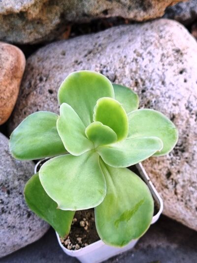 Echeveria Peach pride