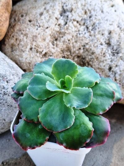 Echeveria Blue Curls - Зображення 3