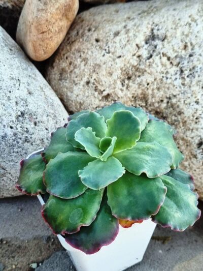 Echeveria Blue Curls - Зображення 2