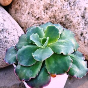 Echeveria Blue Curls