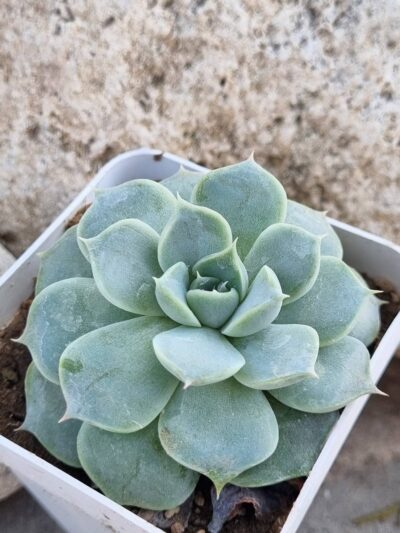 Echeveria White Burning - Зображення 2