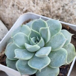 Echeveria White Burning