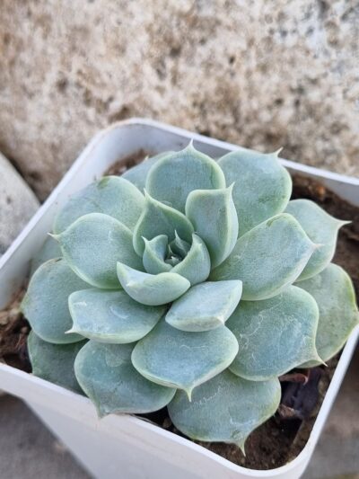 Echeveria White Burning