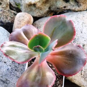 Echeveria Diamond State