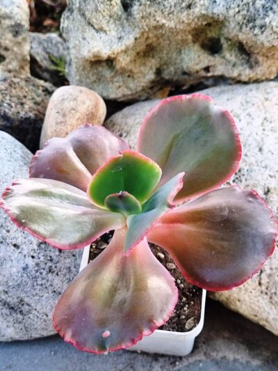 Echeveria Diamond State