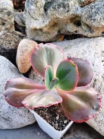 Echeveria Diamond State - Зображення 2