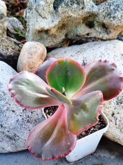 Echeveria Diamond State - Зображення 3