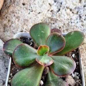Echeveria Primadonna (слабка варієгатність)