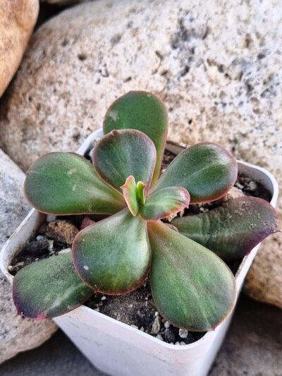 Echeveria Primadonna (слабка варієгатність) - Зображення 2