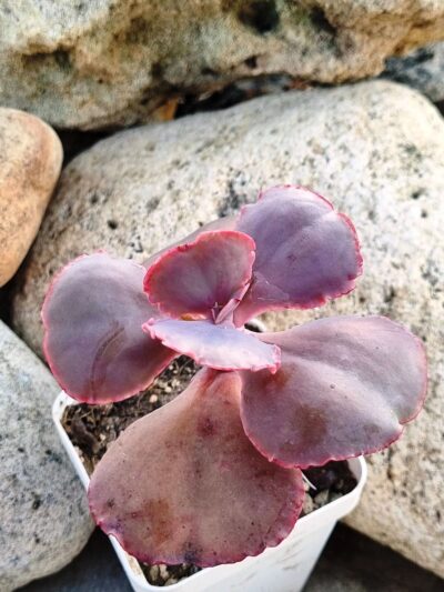 Echeveria Gibbiflora Night Fire - Зображення 2