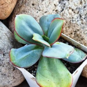 Echeveria Julia