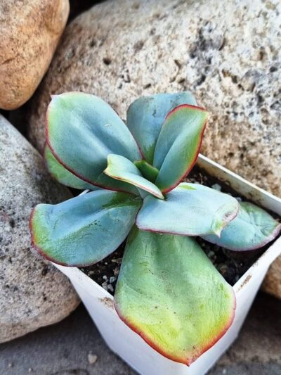 Echeveria Julia