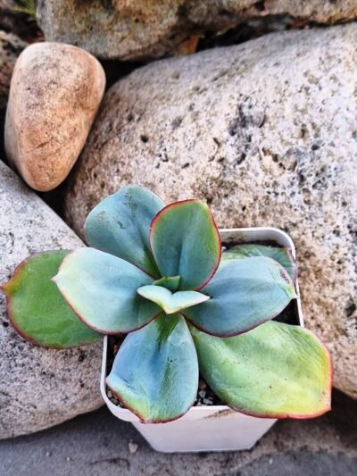 Echeveria Julia - Зображення 2