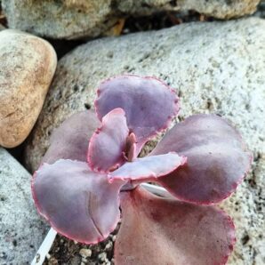 Echeveria Gibbiflora Night Fire