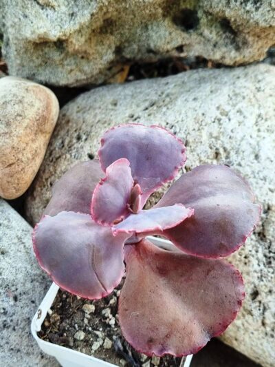 Echeveria Gibbiflora Night Fire