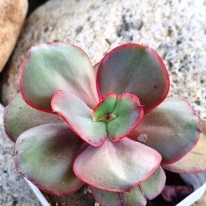 Echeveria Suyon