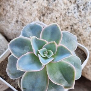 Echeveria Eurychlamus hybrid