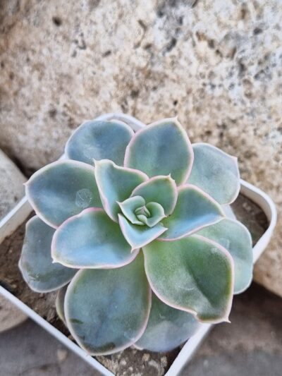 Echeveria Eurychlamus hybrid