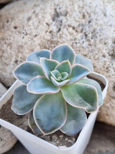 Echeveria Eurychlamus hybrid - Зображення 2