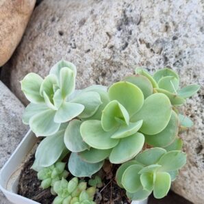Echeveria Peach pride var