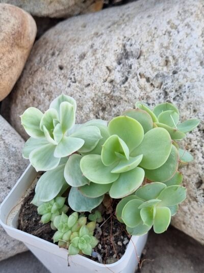 Echeveria Peach pride var