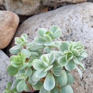 Echeveria Peach pride var