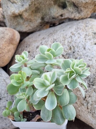 Echeveria Peach pride var