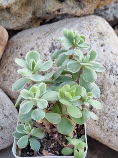 Echeveria Peach pride var - Зображення 2