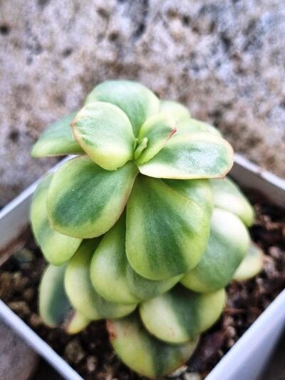 Echeveria Suyon var - Зображення 2