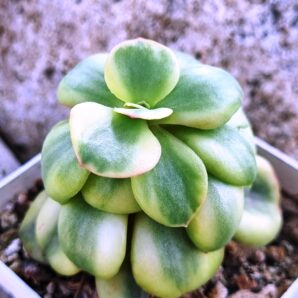 Echeveria Suyon var